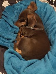 Lost Male Dog last seen Old mill, Lindale, GA 30147