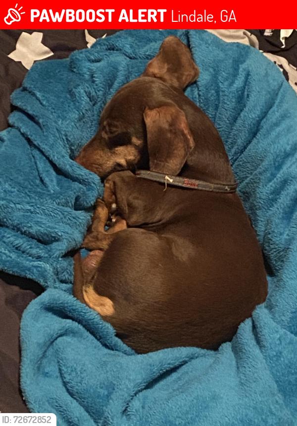 Lost Male Dog last seen Old mill, Lindale, GA 30147