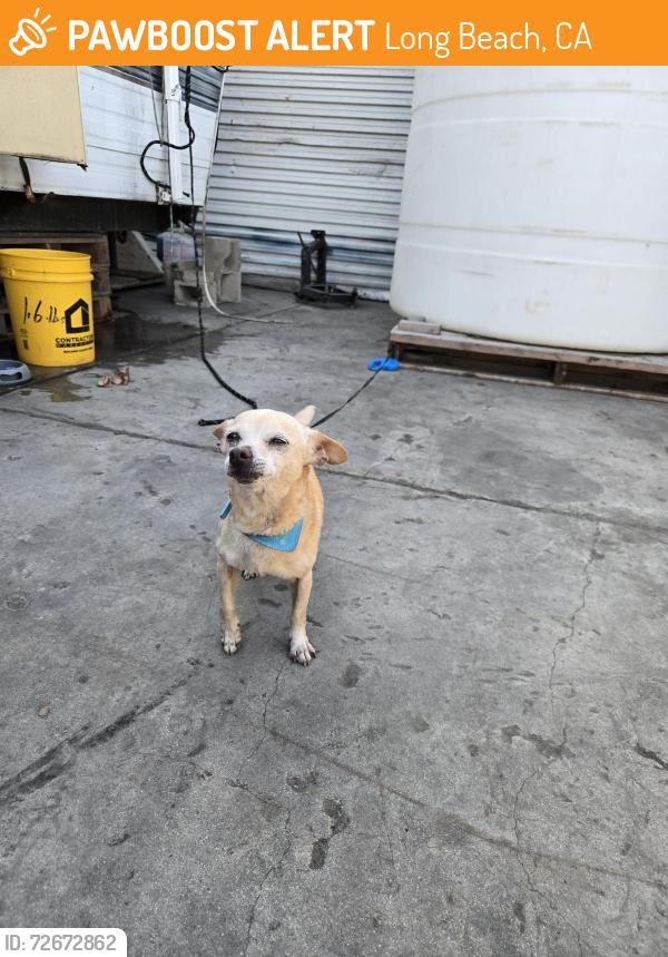 Found/Stray Female Dog last seen South and paramount blv, Long Beach, CA 90805