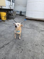 Found/Stray Female Dog last seen South and paramount blv, Long Beach, CA 90805