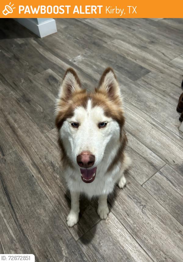 Found/Stray Female Dog last seen off east 1604 kirby seguin area, Kirby, TX 78219