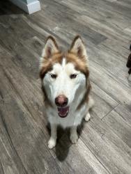 Found/Stray Female Dog last seen off east 1604 kirby seguin area, Kirby, TX 78219