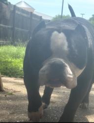 Lost Male Dog last seen Dartmouth & holleman , College Station, TX 77840