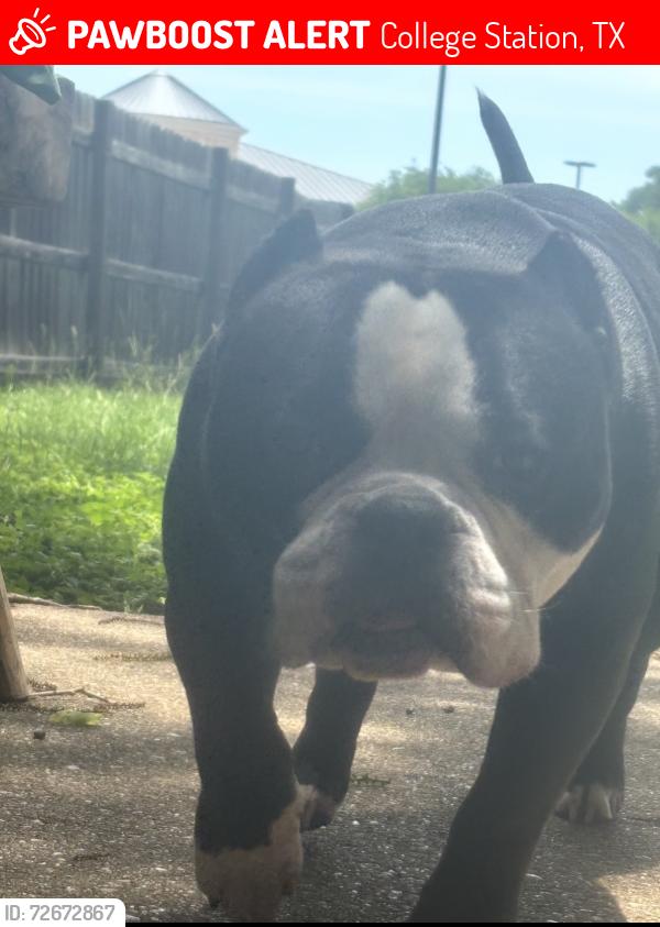 Lost Male Dog last seen Dartmouth & holleman , College Station, TX 77840