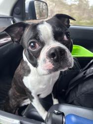 Found/Stray Male Dog last seen The intersection of Winnetuxet Road and Route 58, Plympton, MA 02367