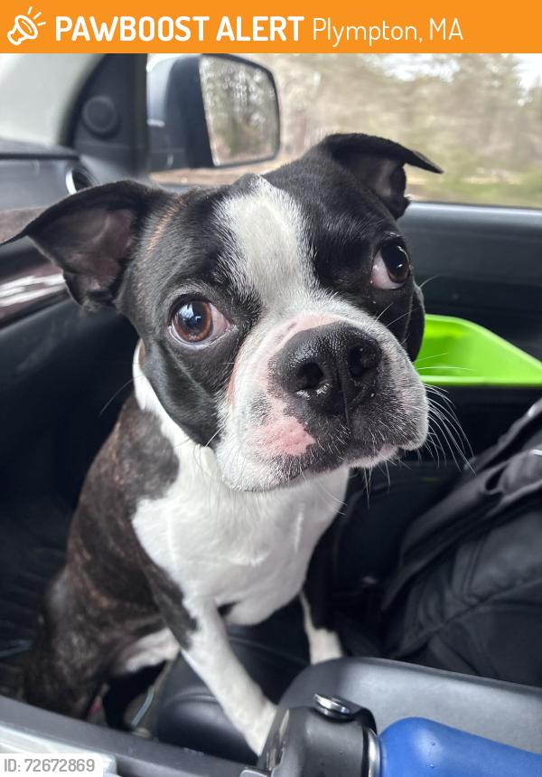 Found/Stray Male Dog last seen The intersection of Winnetuxet Road and Route 58, Plympton, MA 02367
