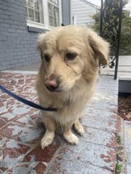 Found/Stray Male Dog last seen Farthing and Ellerbee, Durham, NC 27704