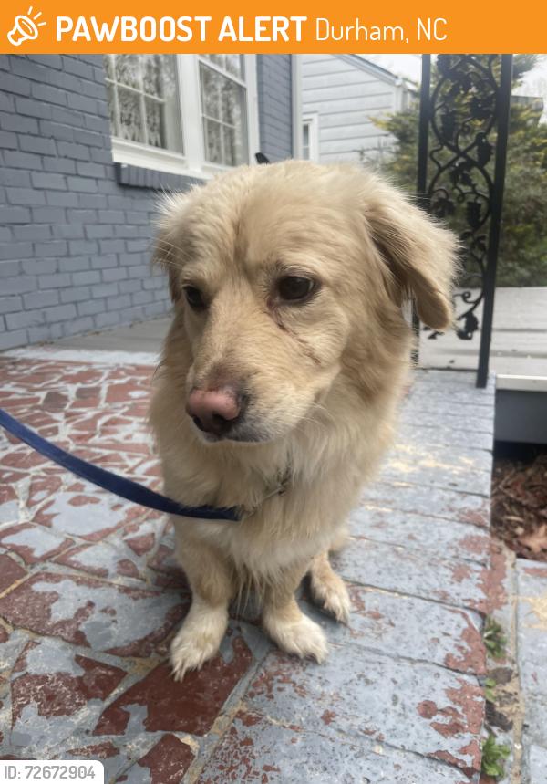 Found/Stray Male Dog last seen Farthing and Ellerbee, Durham, NC 27704