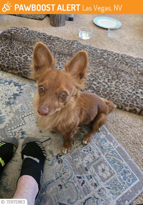 Found/Stray Male Dog last seen Sahara & S Valley View Blvd, Las Vegas, NV 89107