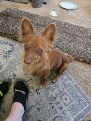 Found/Stray Male Dog last seen Sahara & S Valley View Blvd, Las Vegas, NV 89107
