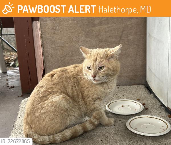 Found/Stray Male Cat last seen Lansdowne Rd and Hollins Ferry Rd, Halethorpe, MD 21227