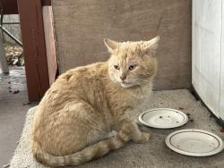 Found/Stray Male Cat last seen Lansdowne Rd and Hollins Ferry Rd, Halethorpe, MD 21227