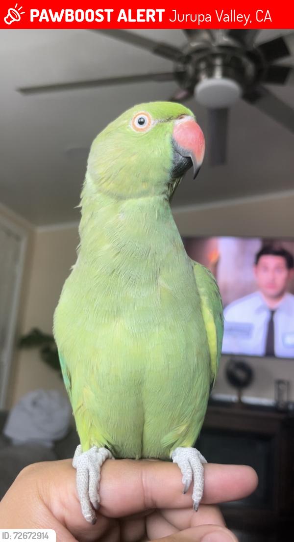 Lost Unknown Bird last seen Trail canyon dr , Jurupa Valley, CA 91752