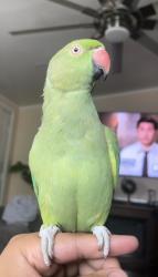 Lost Unknown Bird last seen Trail canyon dr , Jurupa Valley, CA 91752