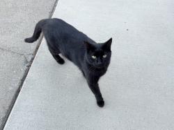 Found/Stray Male Cat last seen Cross & Crossoak Way, Orangevale, CA 95662