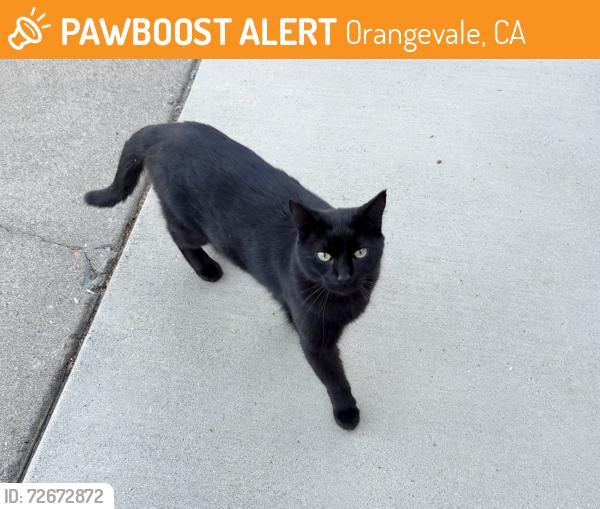 Found/Stray Male Cat last seen Cross & Crossoak Way, Orangevale, CA 95662