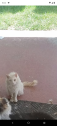 Lost Male Cat last seen Cypress Gardens Lane and White Dr Las Vegas, Paradise, NV 89119