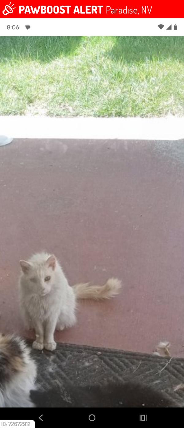 Lost Male Cat last seen Cypress Gardens Lane and White Dr Las Vegas, Paradise, NV 89119