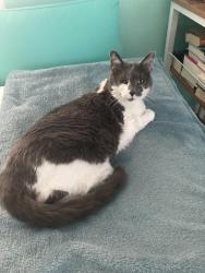 Lost Female Cat last seen Candlewyck neighborhood , Charlotte, NC 28226