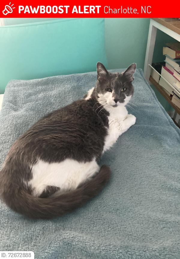 Lost Female Cat last seen Candlewyck neighborhood , Charlotte, NC 28226