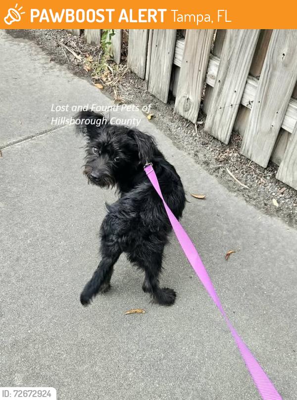 Found/Stray Male Dog last seen E Emma @ N Taliafero, Tampa, FL 33603