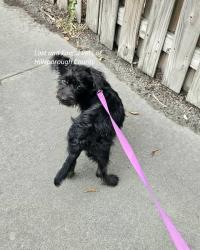 Found/Stray Male Dog last seen E Emma @ N Taliafero, Tampa, FL 33603