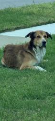 Found/Stray Male Dog last seen Creekvalley, Arlington, TX 76018