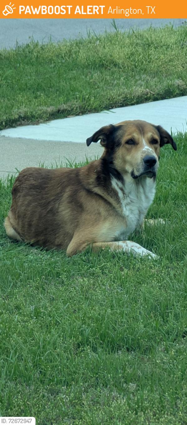 Found/Stray Male Dog last seen Creekvalley, Arlington, TX 76018