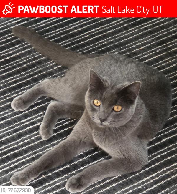 Lost Female Cat last seen Near Redwood Road, Salt Lake City, UT 84129