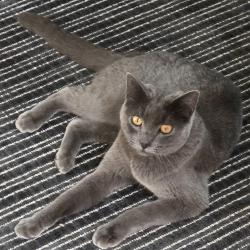 Lost Female Cat last seen Near Redwood Road, Salt Lake City, UT 84129