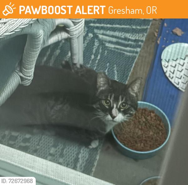 Found/Stray Unknown Cat last seen off Burnside, Gresham, OR 97030