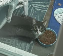 Found/Stray Unknown Cat last seen off Burnside, Gresham, OR 97030