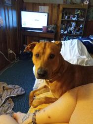 Lost Male Dog last seen larpentuer and 280, Roseville, MN 55117