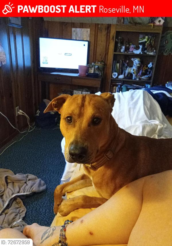 Lost Male Dog last seen larpentuer and 280, Roseville, MN 55117