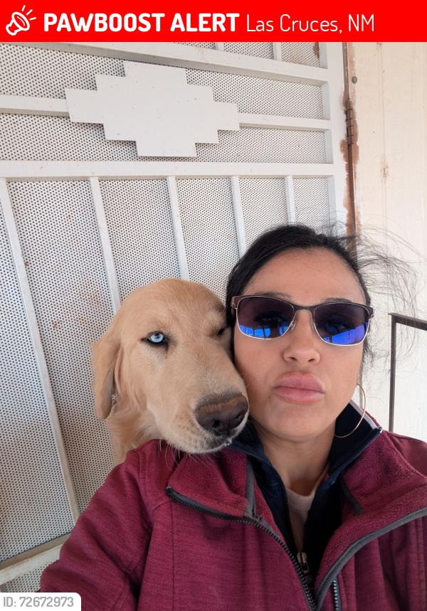 Lost Male Dog last seen El centro, Las Cruces, NM 88012