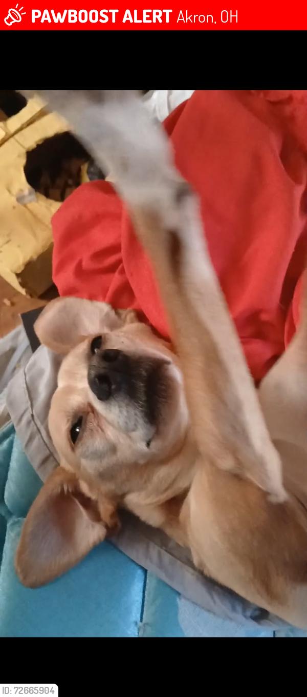 Lost Female Dog last seen Mainstreet, Akron, OH 44301