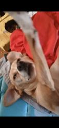 Lost Female Dog last seen Mainstreet, Akron, OH 44301