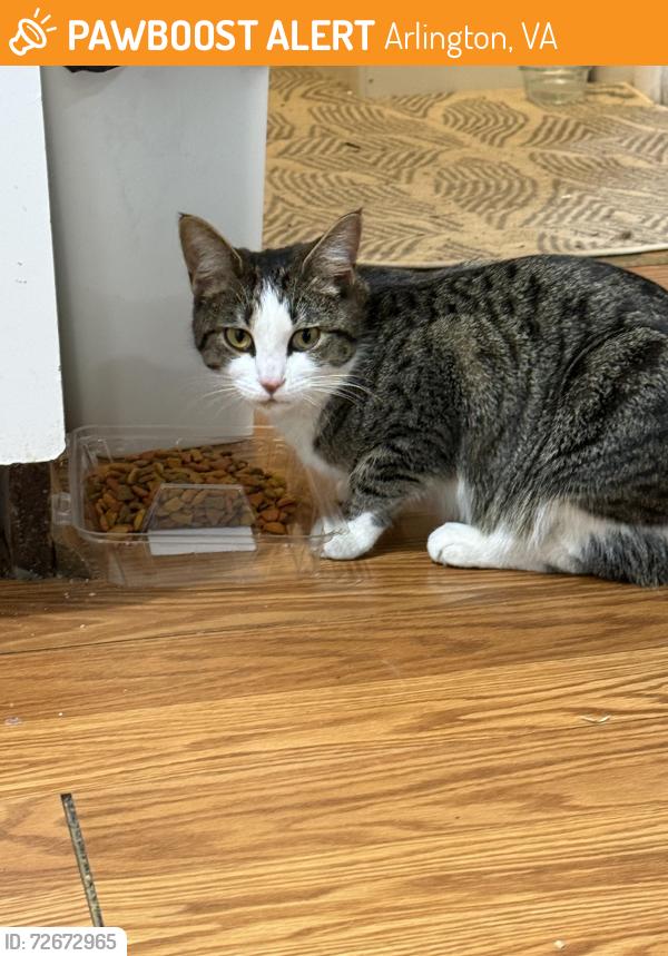Found/Stray Female Cat last seen Near S Highland St Arlington, VA  22204 United States, Arlington, VA 22204