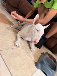 Found/Stray Female Dog last seen Edinburg north high school, Edinburg, TX 78539