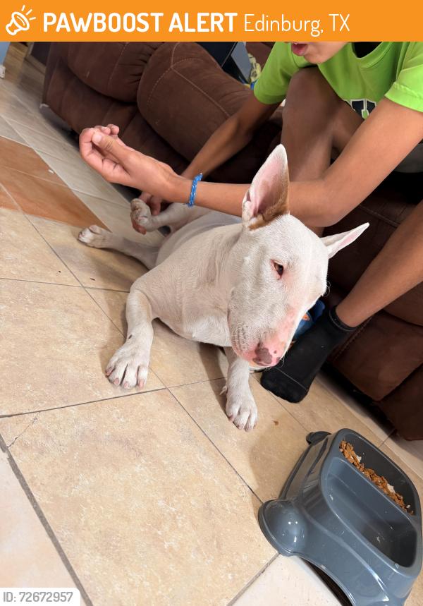 Found/Stray Female Dog last seen Edinburg north high school, Edinburg, TX 78539