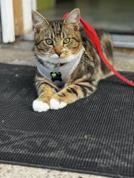 Lost Male Cat last seen Casa don Diego, jimmys restaurante, wow pets grooming, k bello , San Diego, CA 92101