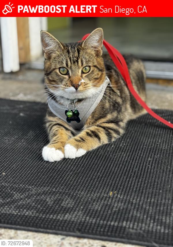 Lost Male Cat last seen Casa don Diego, jimmys restaurante, wow pets grooming, k bello , San Diego, CA 92101