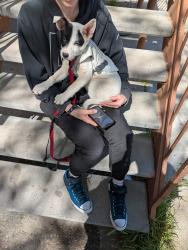 Found/Stray Unknown Dog last seen Central and general Arnold , Albuquerque, NM 87123