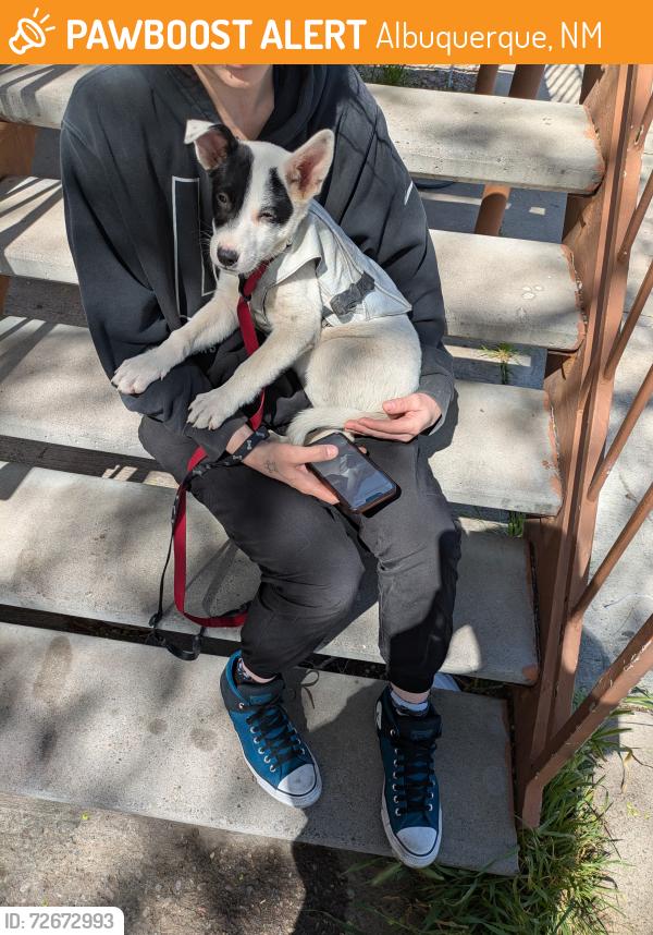 Found/Stray Unknown Dog last seen Central and general Arnold , Albuquerque, NM 87123