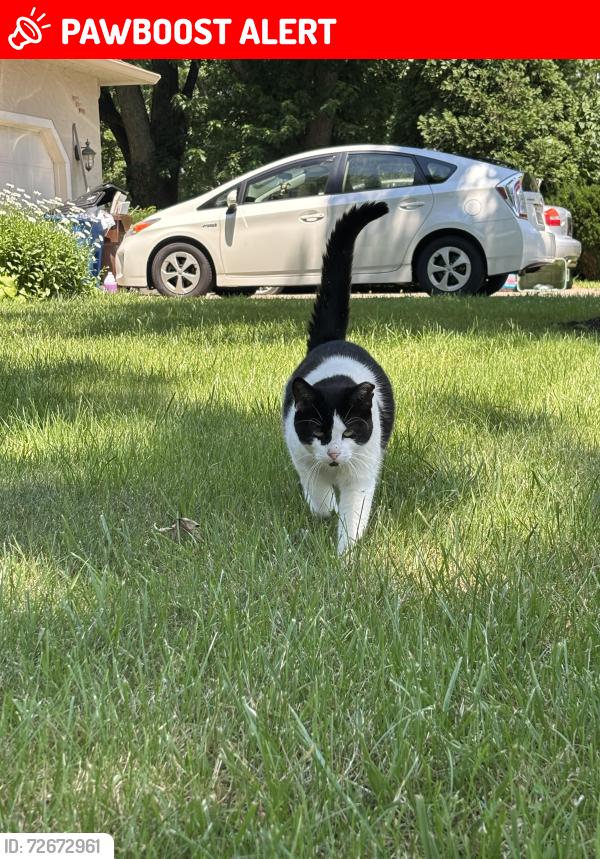 Lost Female Cat last seen Between worthington rd and PD, Delaware County, OH 43021