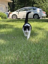 Lost Female Cat last seen Between worthington rd and PD, Delaware County, OH 43021