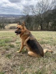Lost Male Dog last seen Hart Leonard between Buford Station and Cedar Knob, Cornersville, TN 37047
