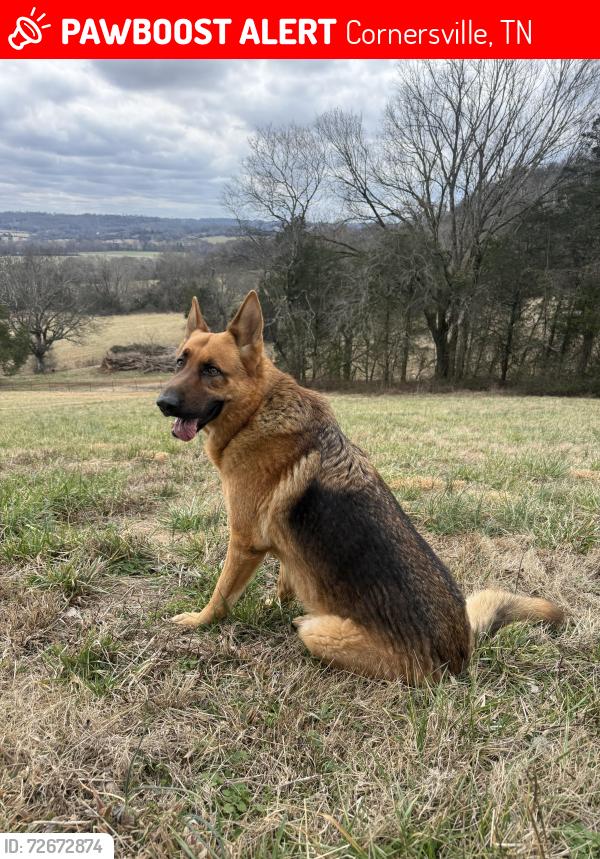 Lost Male Dog last seen Hart Leonard between Buford Station and Cedar Knob, Cornersville, TN 37047