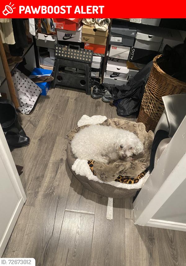 Lost Male Dog last seen 4th And Woods by Atlantic Blvd, East Los Angeles, CA 90022