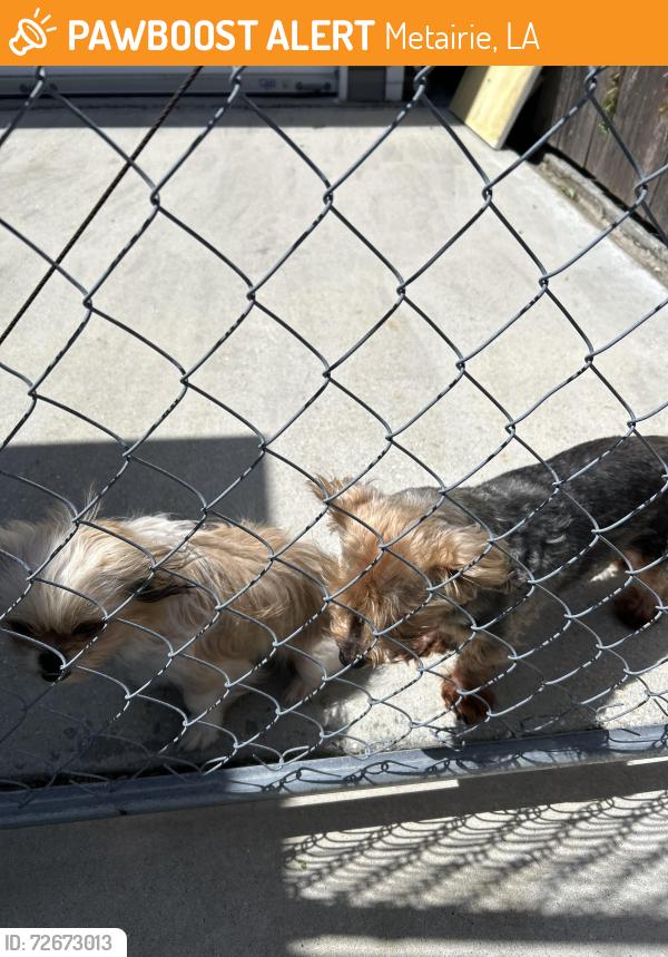Found/Stray Male Dog last seen Purdue Dr, Metairie, LA 70003